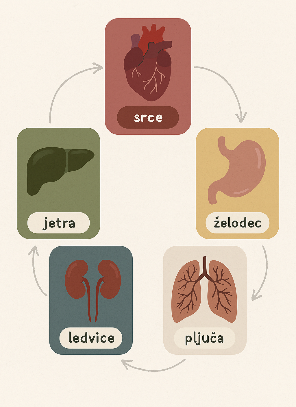 Taoistična povezava med organi.